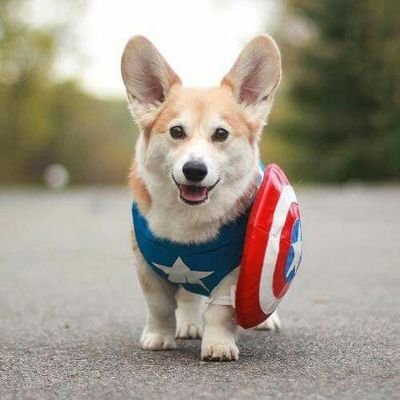 CapCorgi