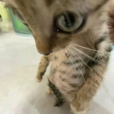 Kyto